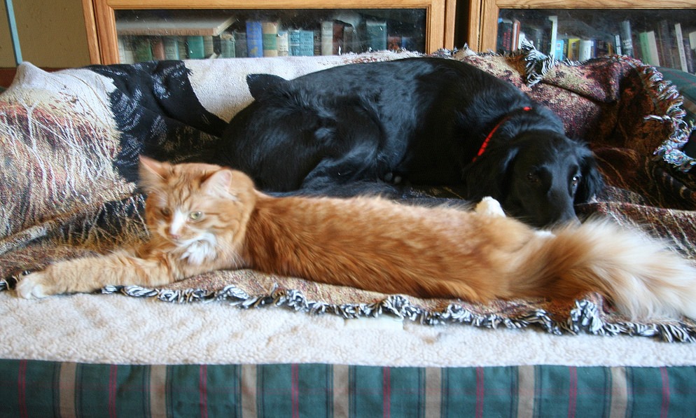 dog and a cat resting next to each other