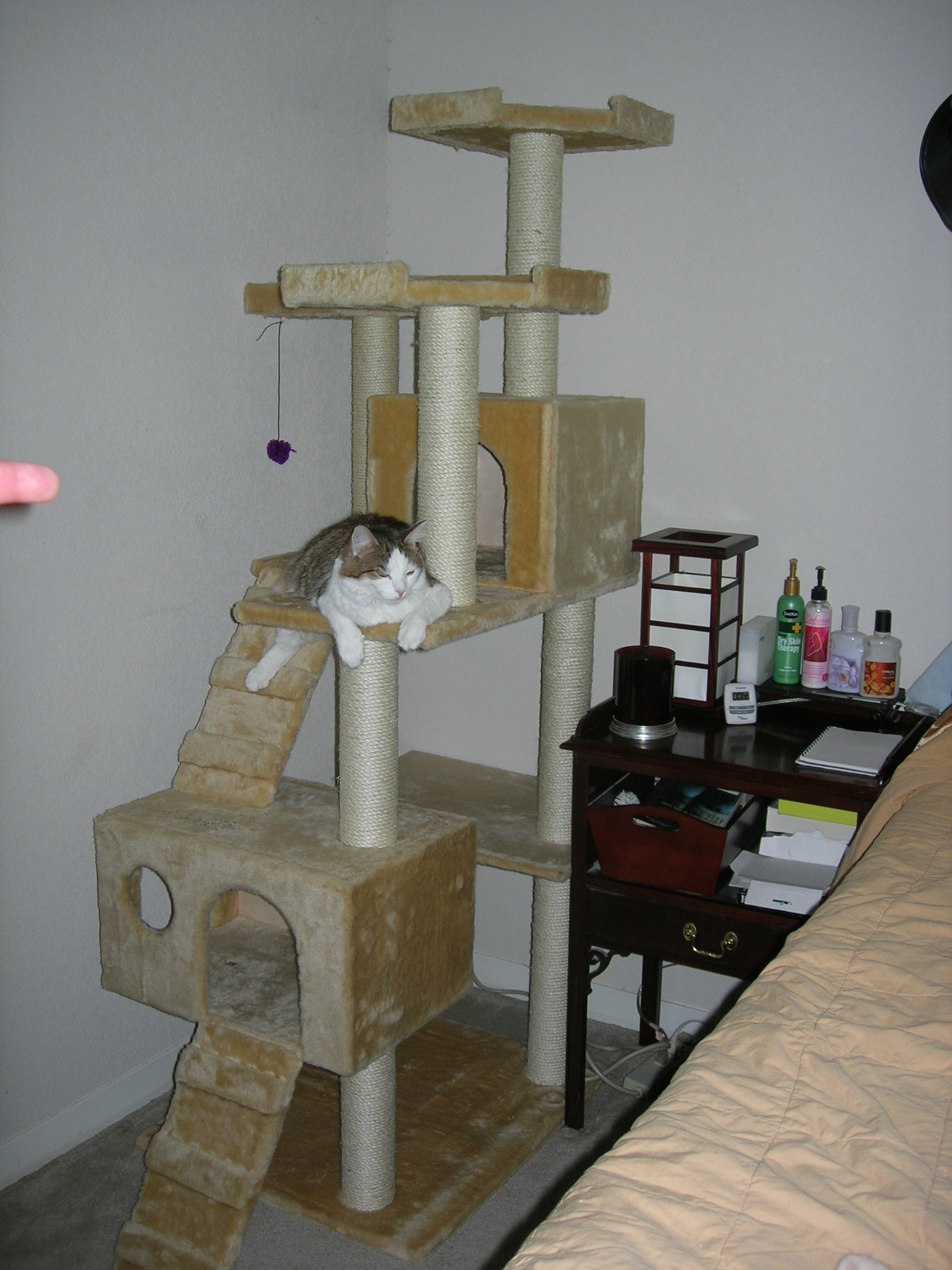 kitten resting in her own place