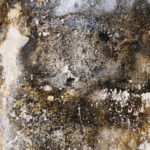 Tips for choosing a mold removal service provider
