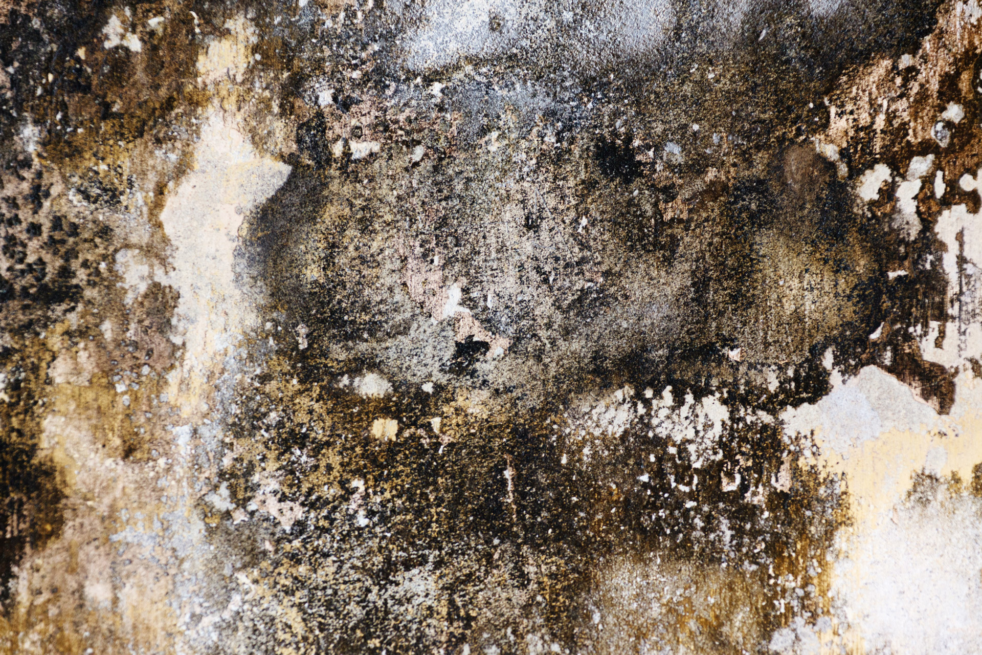 molds on the wall