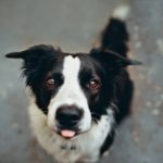 How to Train a Herd Dog